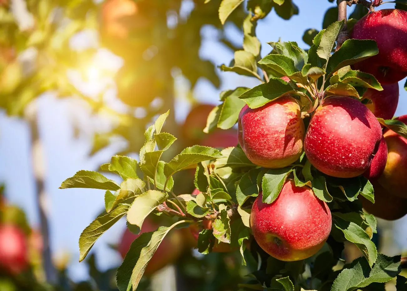 A cluster of ripe red apples hanging from a tree branch, surrounded by green leaves and illuminated by warm sunlight.